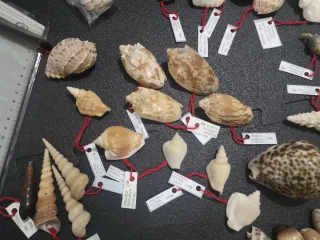 Conchiglie Vintage da Collezione