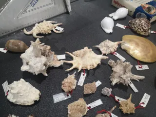 Conchiglie Vintage da Collezione