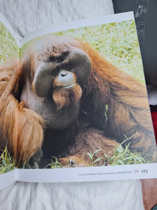 Libro 250 Curiosidades Animales Susaeta