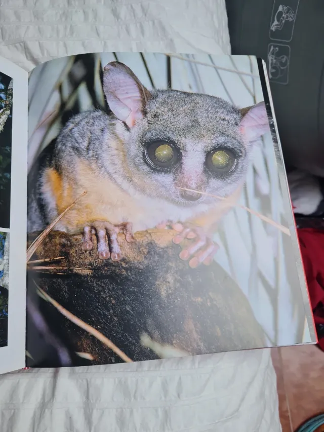 Libro 250 Curiosidades Animales Susaeta