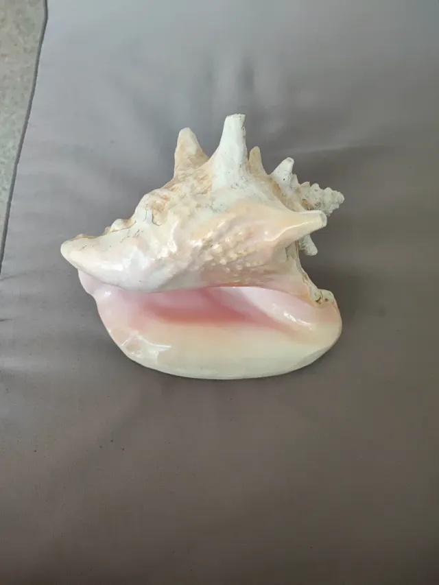 Caracola decorativa 18cm