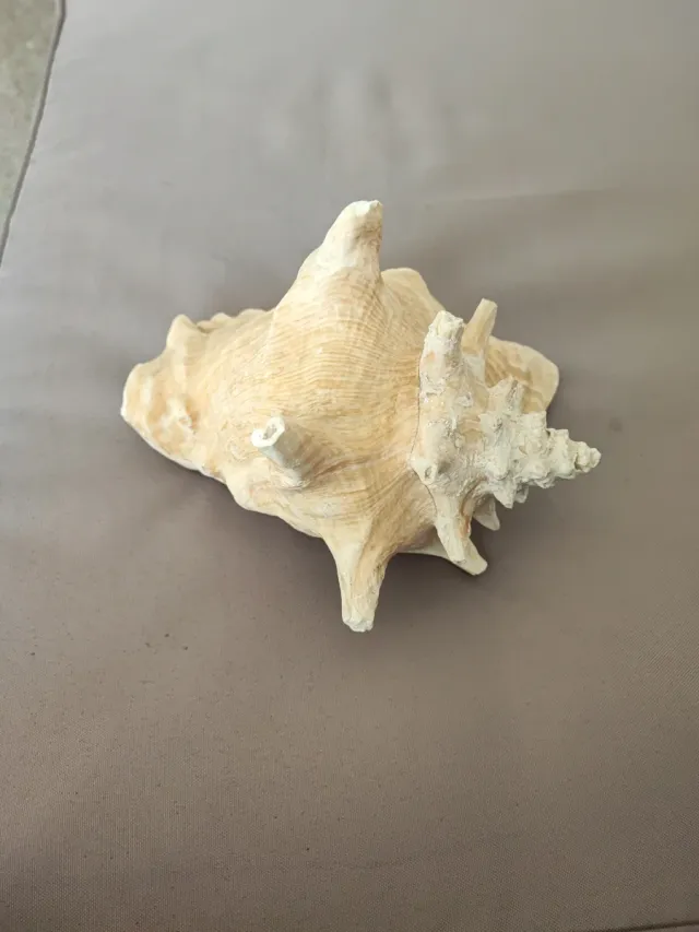 Caracola decorativa 18cm