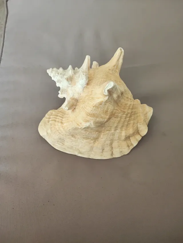 Caracola decorativa 18cm