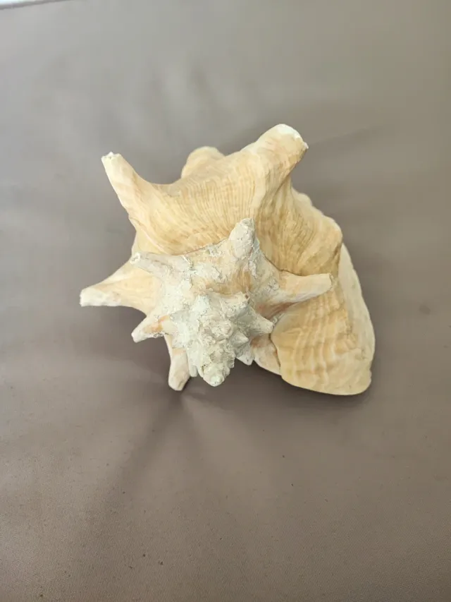 Caracola decorativa 18cm