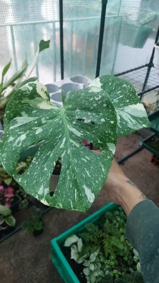 Monstera Thai Constellation