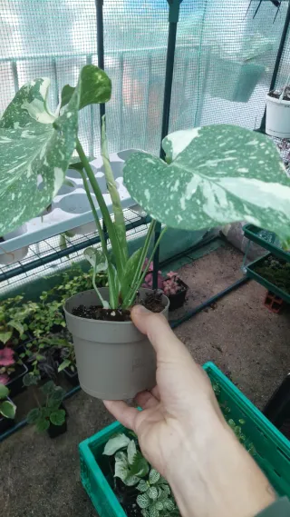 Monstera Thai Constellation