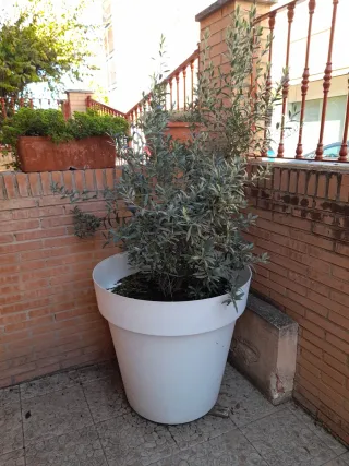 Maceta blanca con olivo