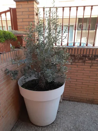 Maceta blanca con olivo
