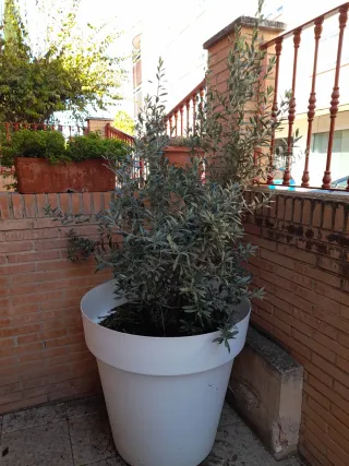 Maceta blanca con olivo