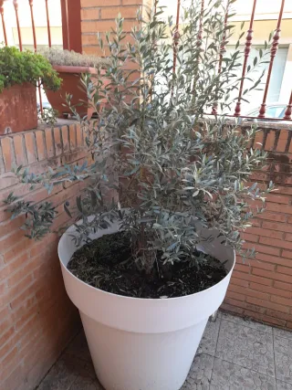 Maceta blanca con olivo