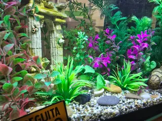 Acuario Pecera 37 Litros