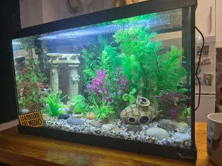 Acuario Pecera 37 Litros