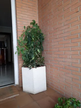 2 Macetas Piedra Entrada Porche