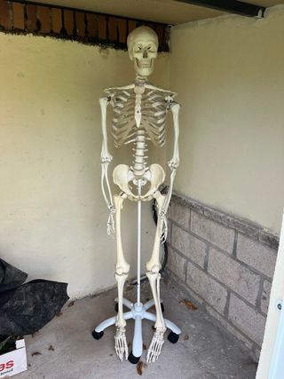 Esqueleto Humano 3B Scientific