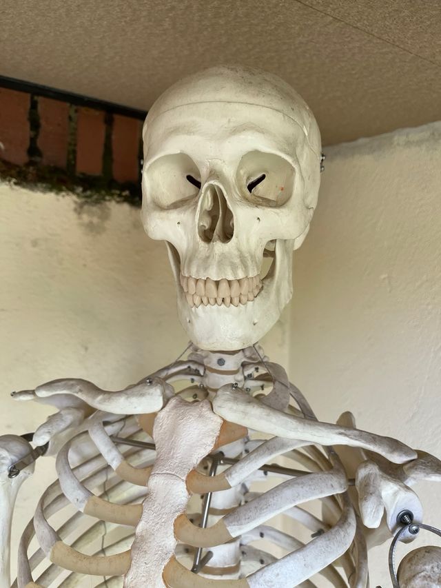 Esqueleto Humano 3B Scientific