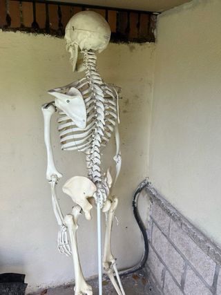 Esqueleto Humano 3B Scientific