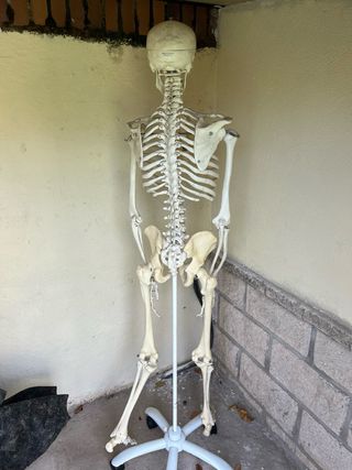 Esqueleto Humano 3B Scientific