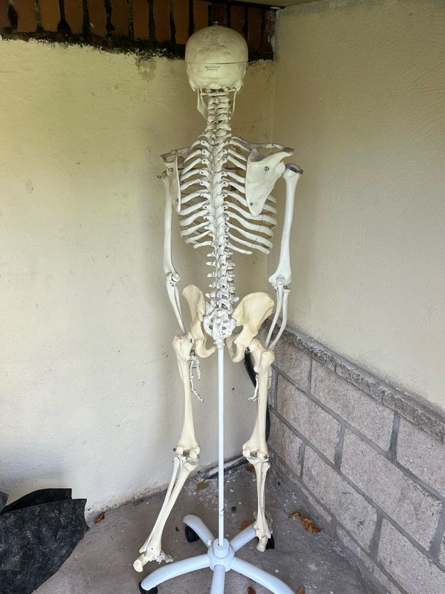 Esqueleto Humano 3B Scientific