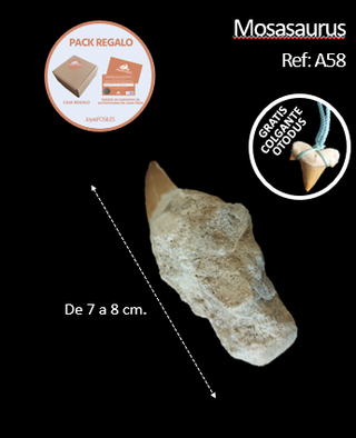 Fósil Pieza de Mosasaurus de gran tamaño (7-8 cm)