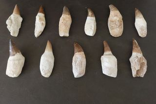 Fósil Pieza de Mosasaurus de gran tamaño (7-8 cm)