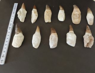 Fósil Pieza de Mosasaurus de gran tamaño (7-8 cm)