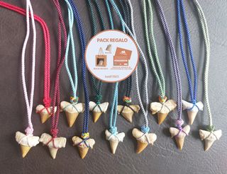 Fósil Pieza de Mosasaurus de gran tamaño (7-8 cm)