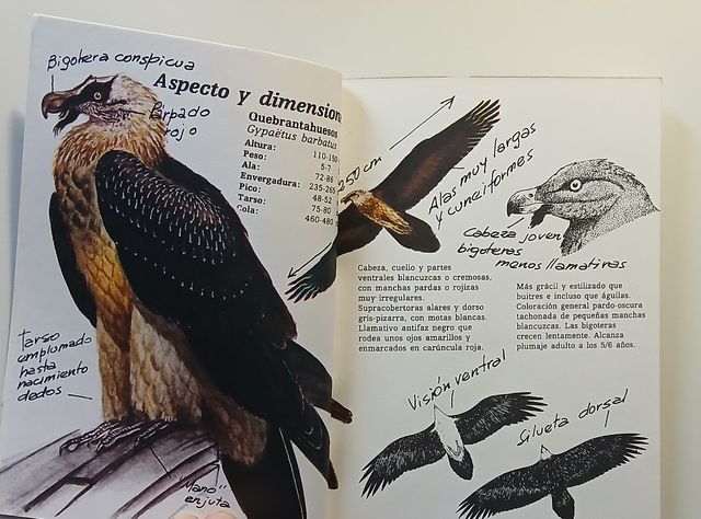 Quebrantahuesos y alimoche