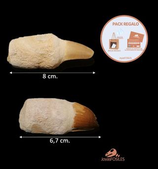 2 Piezas Fósiles de Mosasaurus Talla Grande Fósil