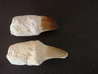 2 Piezas Fósiles de Mosasaurus Talla Grande Fósil