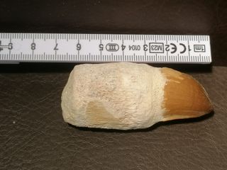 2 Piezas Fósiles de Mosasaurus Talla Grande Fósil