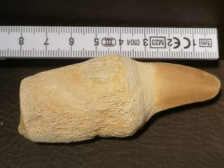 2 Piezas Fósiles de Mosasaurus Talla Grande Fósil