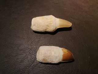 2 Piezas Fósiles de Mosasaurus Talla Grande Fósil