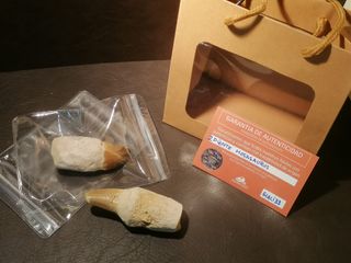 2 Piezas Fósiles de Mosasaurus Talla Grande Fósil