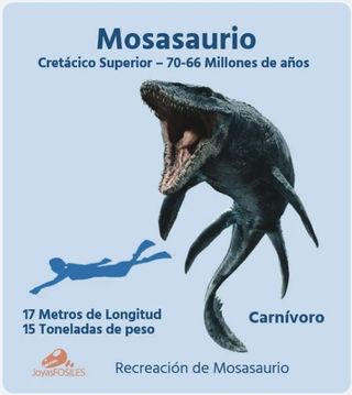 2 Piezas Fósiles de Mosasaurus Talla Grande Fósil
