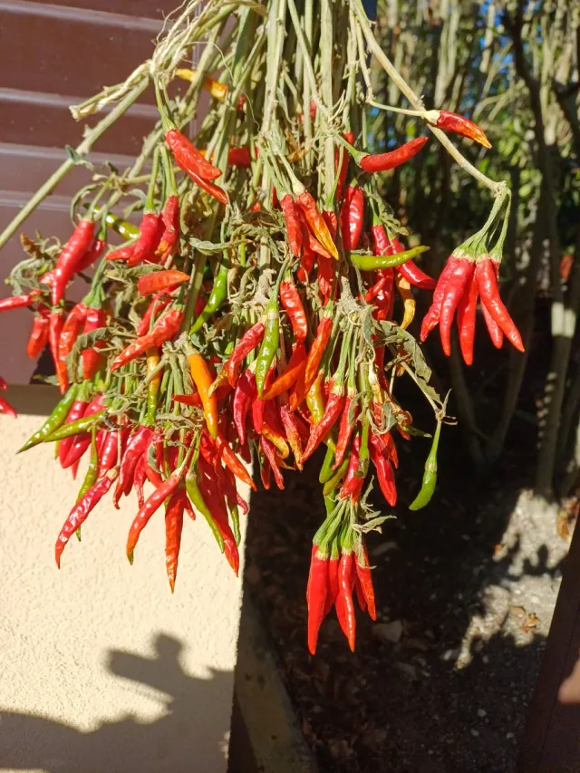 Peperoncini freschi misti