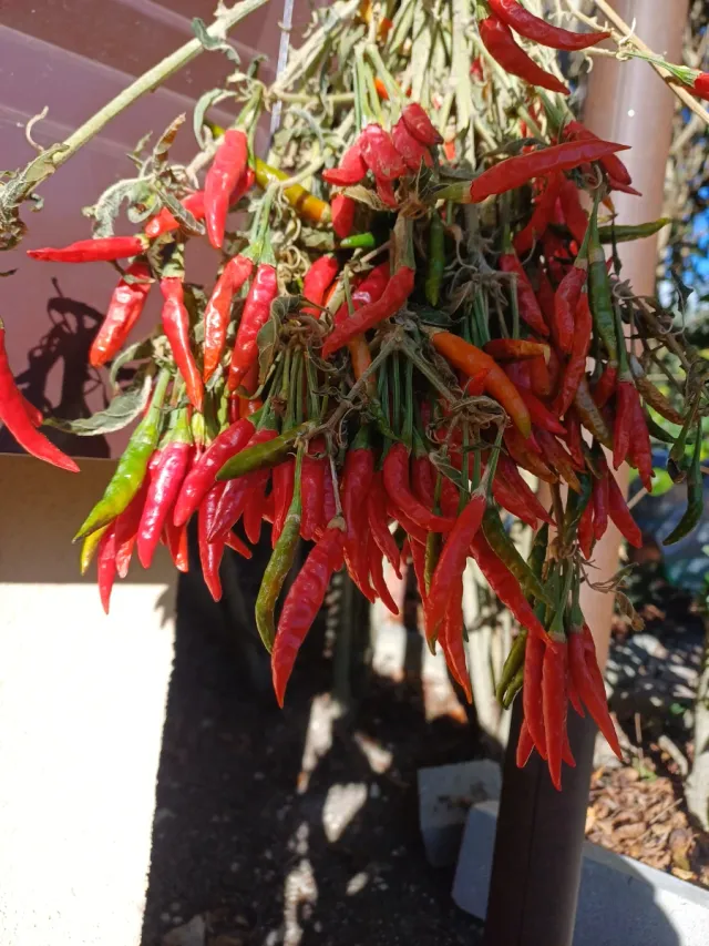 Peperoncini freschi misti