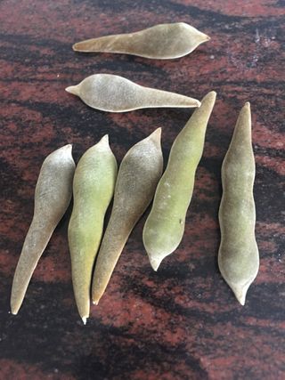 Semillas Glicina 2025