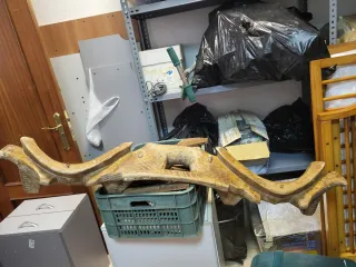 Yugo doble de madera antiguo para bueyes