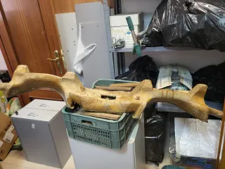 Yugo doble de madera antiguo para bueyes