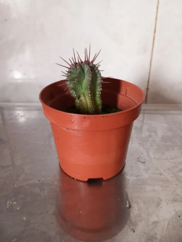 Cactus Dragón en maceta