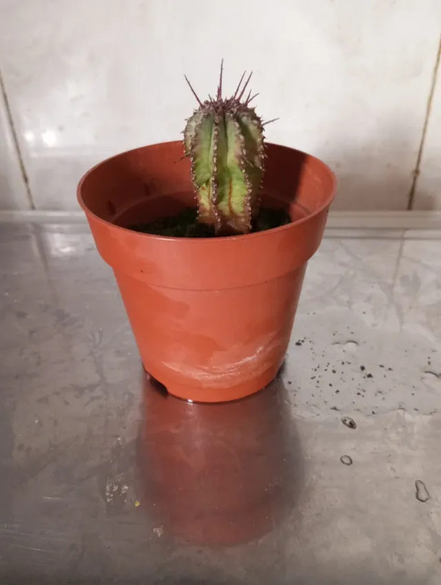 Cactus Dragón en maceta