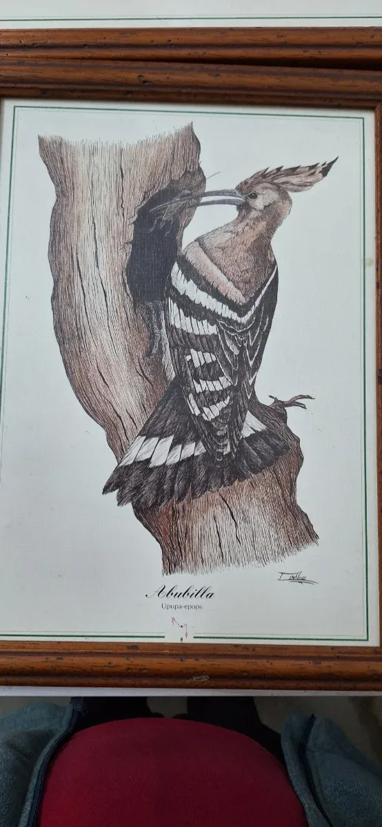 Cuadros de aves: Abubilla, Pito Real, Picapinos,.