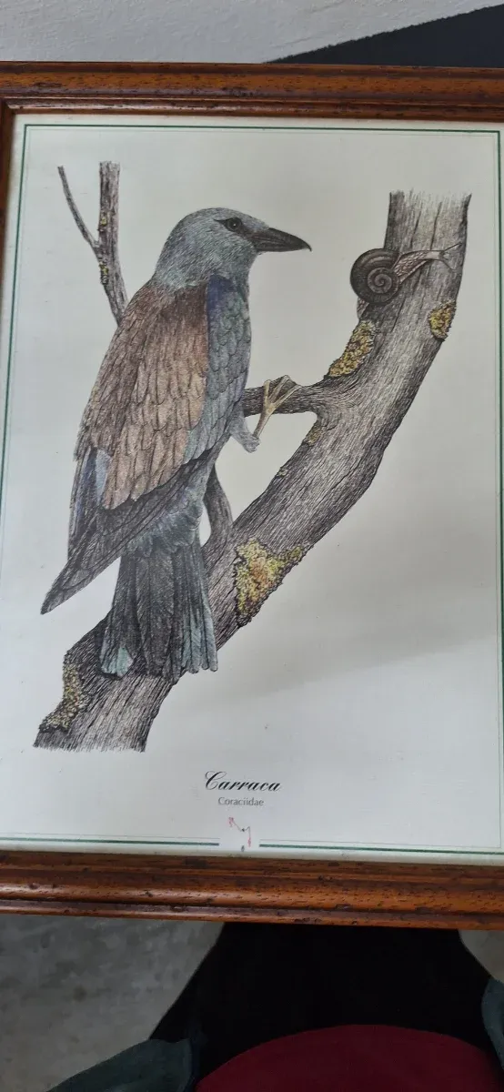 Cuadros de aves: Abubilla, Pito Real, Picapinos,.