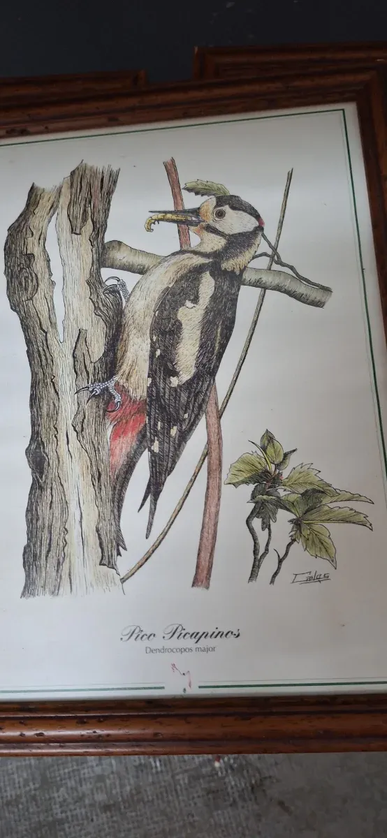 Cuadros de aves: Abubilla, Pito Real, Picapinos,.