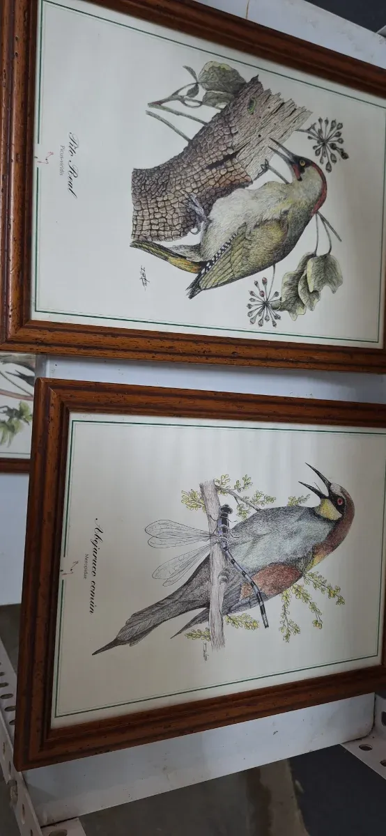 Cuadros de aves: Abubilla, Pito Real, Picapinos,.