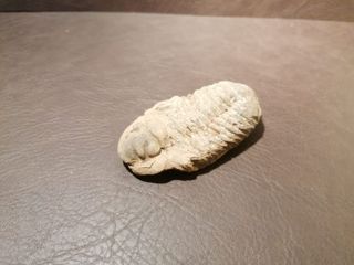 Fósil Trilobites Auténtico con Certificado