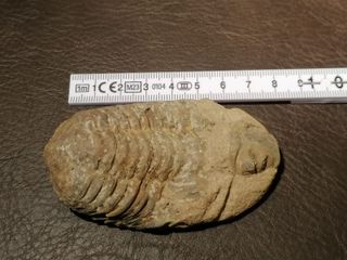 Fósil Trilobites Auténtico con Certificado