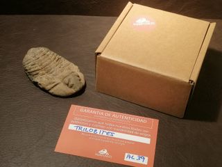 Fósil Trilobites Auténtico con Certificado