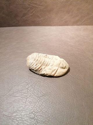 Fósil Trilobites Auténtico con Certificado