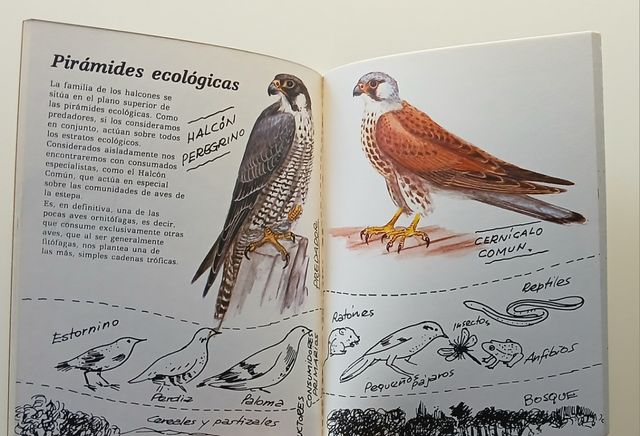 Halcones y cernícalos